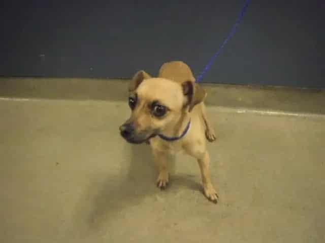 Photo of Cookie, adoptable Rat Terrier and Chihuahua - Smooth Coated in Miami, Florida