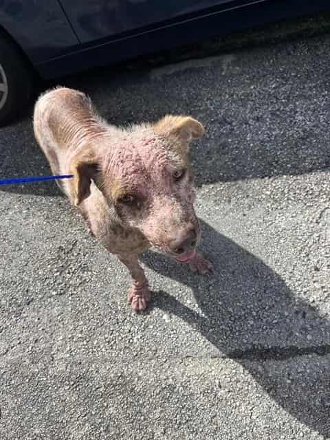 Photo of Teddy, adoptable Terrier mix in Miami, Florida
