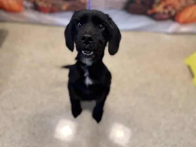 Photo of Phantom, adoptable Terrier in Miami, Florida