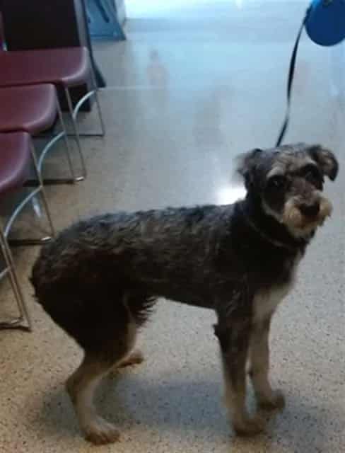 Photo of Milo, adoptable Schnauzer - Standard mix in Miami, Florida