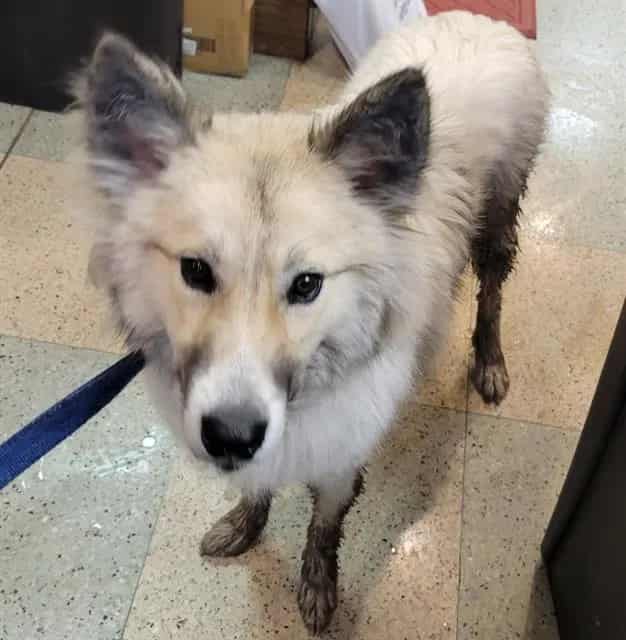Photo of Wolfie, adoptable German Shepherd Dog mix in Chicago Ridge, Illinois