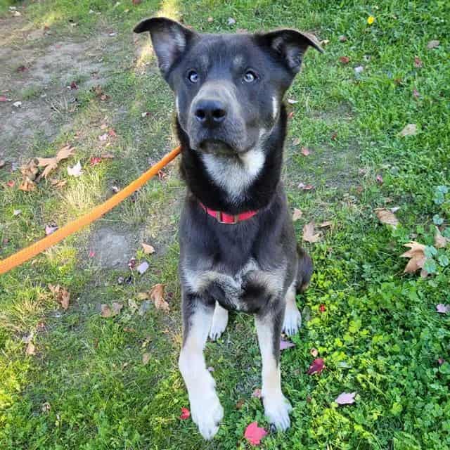 Photo of Timber, adoptable German Shepherd Dog mix in Kent, Washington