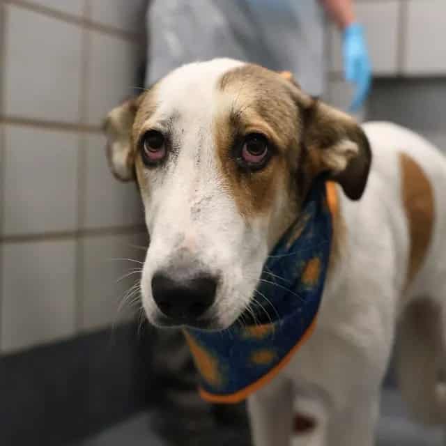 Photo of Cinnamon, adoptable dog in San Antonio, Texas