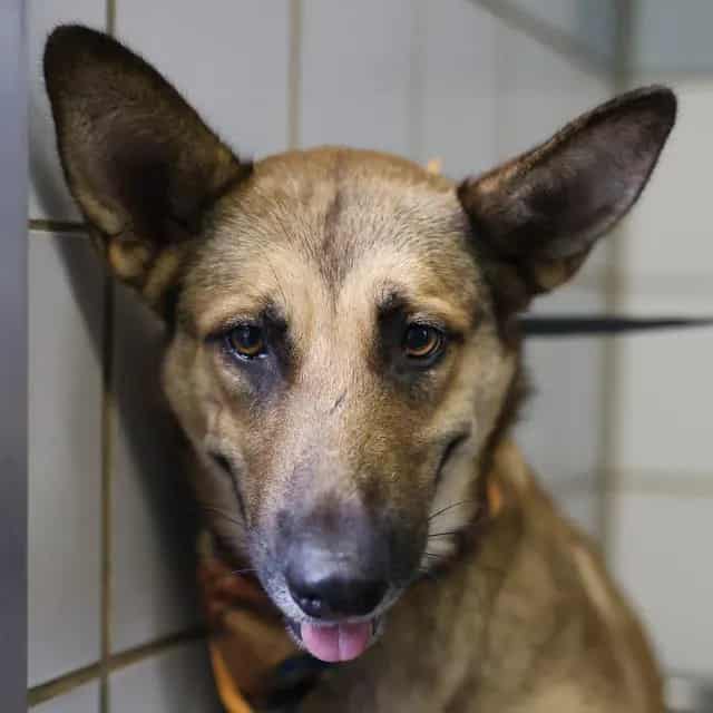 Photo of Kimmy Koa, adoptable dog in San Antonio, Texas