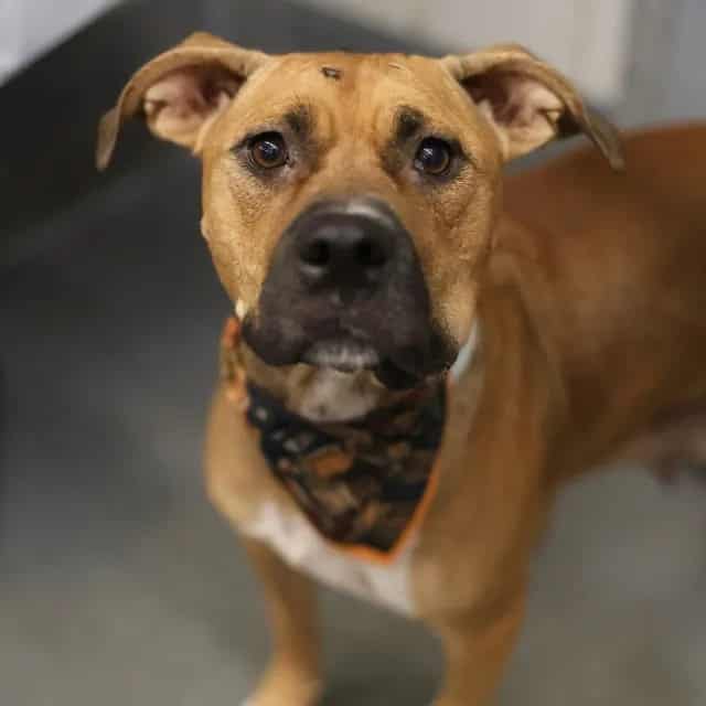 Photo of Penelope, adoptable dog in San Antonio, Texas