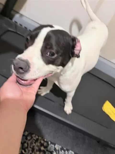 Photo of Senior Dog, adoptable dog in San Antonio, Texas