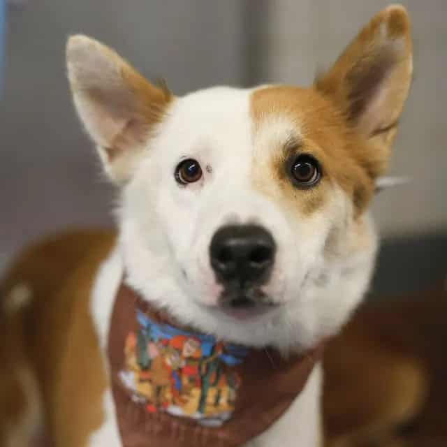 Photo of Pinky, adoptable dog in San Antonio, Texas