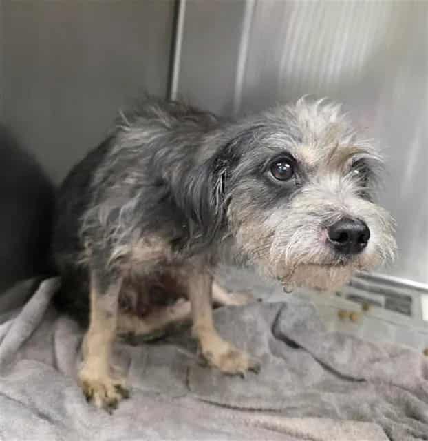 Photo of Rex, adoptable dog in San Antonio, Texas