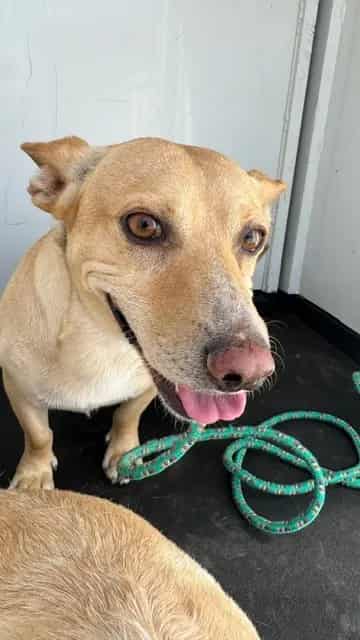 Photo of Senior Welsh Corgi - Pembroke mix, adoptable Welsh Corgi - Pembroke mix in Bakersfield, California