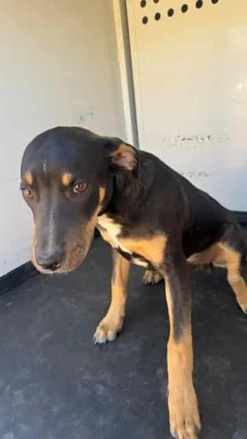 Photo of Senior Rottweiler mix, adoptable Rottweiler mix in Bakersfield, California