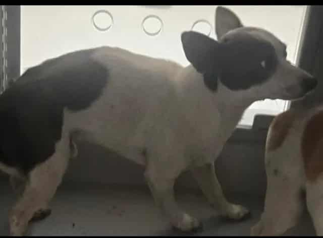 Photo of Senior Chihuahua - Smooth Coated, adoptable Chihuahua - Smooth Coated in Bakersfield, California