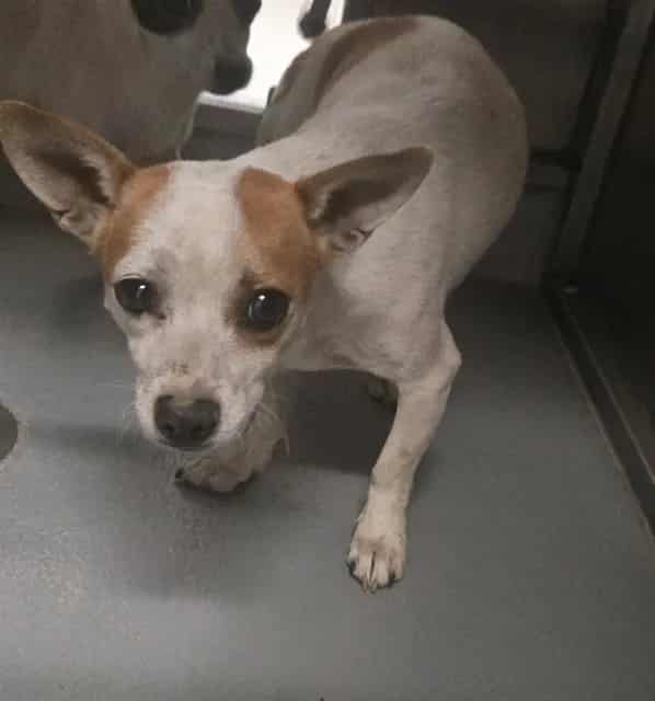 Photo of Senior Chihuahua - Smooth Coated, adoptable Chihuahua - Smooth Coated in Bakersfield, California