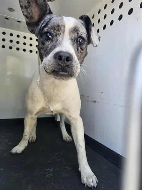 Photo of Senior Queensland Heeler, adoptable Queensland Heeler in Bakersfield, California