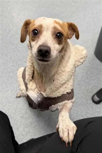 Photo of Senior Chihuahua - Smooth Coated and Dachshund, adoptable Chihuahua - Smooth Coated and Dachshund in Bakersfield, California