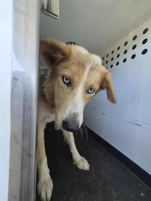 Photo of Senior Alaskan Husky mix, adoptable Alaskan Husky mix in Bakersfield, California
