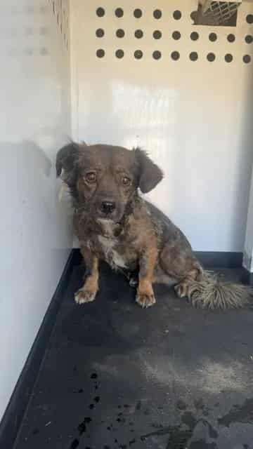 Photo of Senior Chihuahua - Smooth Coated mix, adoptable Chihuahua - Smooth Coated mix in Bakersfield, California