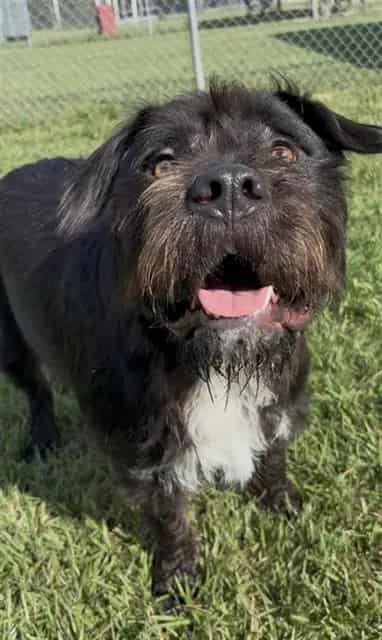 Photo of Kong, adoptable German Wirehaired Pointer and Staffordshire Bull Terrier in Rosenberg, Texas