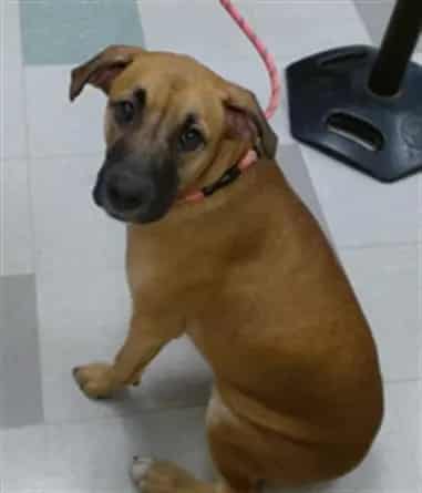 Photo of Margo, adoptable Labrador Retriever mix in Oklahoma City, Oklahoma