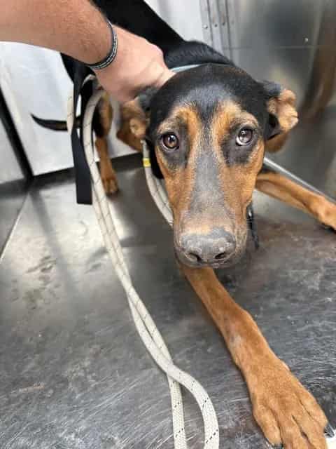 Photo of Merlin, adoptable Doberman Pinscher mix in Oklahoma City, Oklahoma