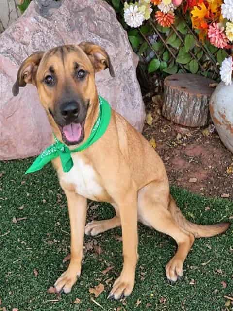 Photo of Jellybean, adoptable Hound mix in Oklahoma City, Oklahoma