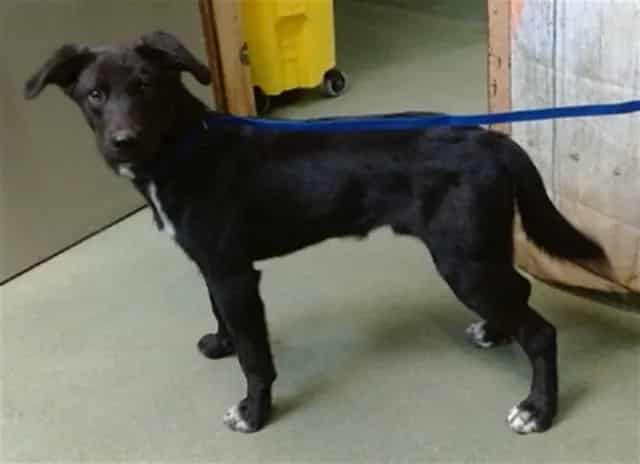 Photo of Senior Retriever, adoptable Retriever in Devore, California
