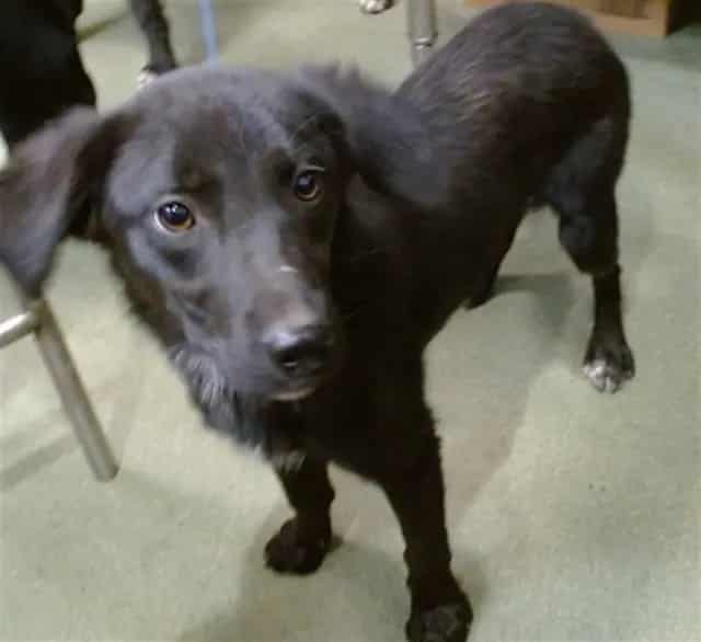 Photo of Senior Retriever, adoptable Retriever in Devore, California