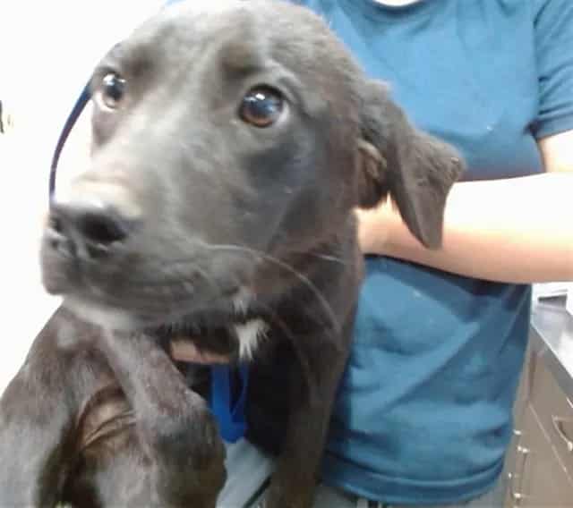 Photo of Senior Retriever, adoptable Retriever in Devore, California