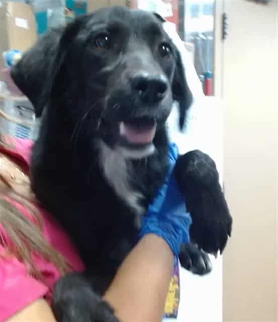 Photo of Senior Retriever, adoptable Retriever in Devore, California