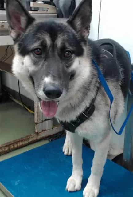 Photo of Senior Husky, adoptable Husky in Devore, California