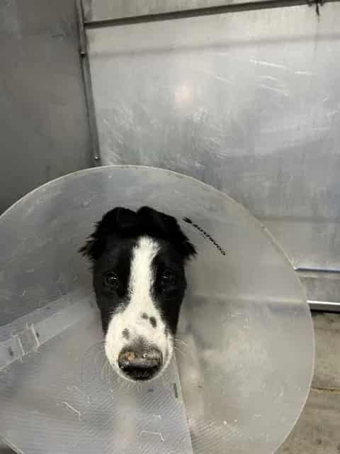 Photo of Senior Border Collie mix, adoptable Border Collie mix in Devore, California