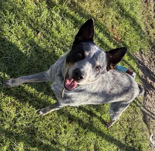 Photo of Senior Australian Cattle Dog mix, adoptable Australian Cattle Dog mix in Devore, California