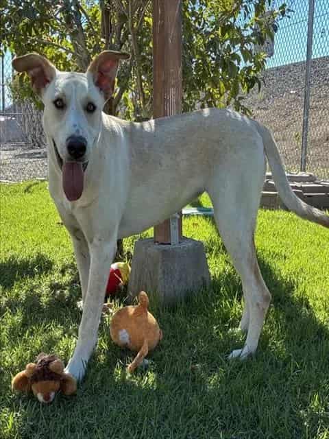 Photo of Senior Labrador Retriever, adoptable Labrador Retriever in Devore, California