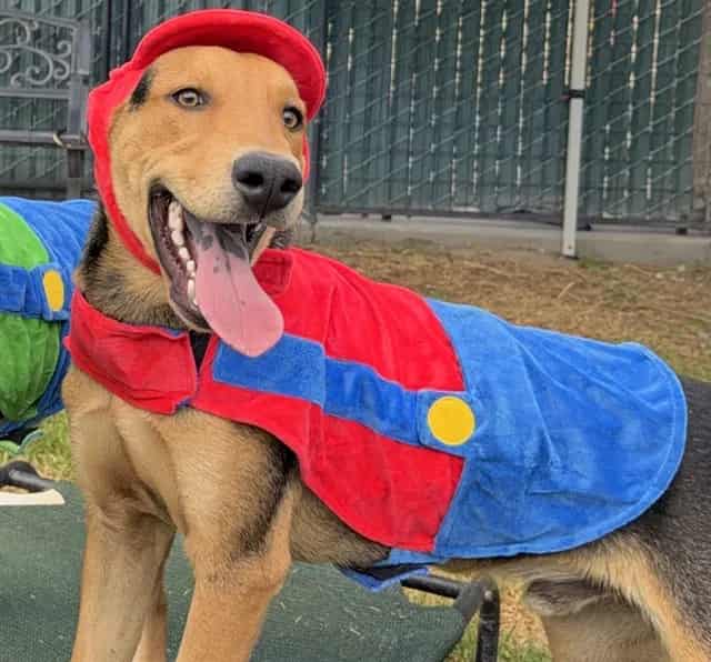 Photo of Senior German Shepherd Dog and Labrador Retriever, adoptable German Shepherd Dog and Labrador Retriever in Devore, California