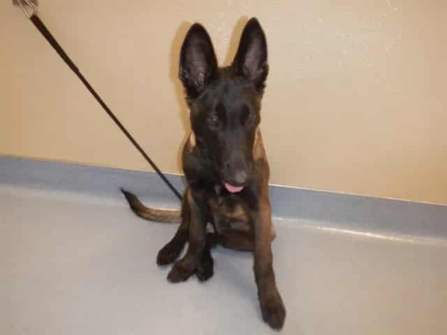 Photo of Senior Dutch Shepherd, adoptable Dutch Shepherd in San José, California