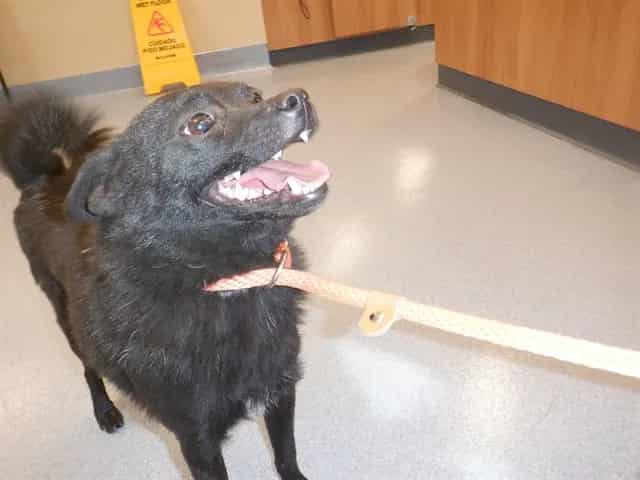 Photo of Senior Pomeranian, adoptable Pomeranian in San José, California