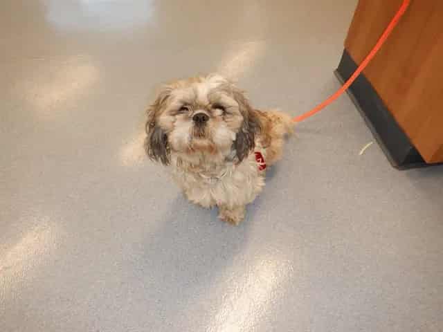 Photo of Senior Shih Tzu, adoptable Shih Tzu in San José, California