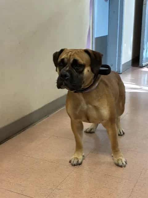 Photo of Senior English Bulldog mix, adoptable English Bulldog mix in San José, California