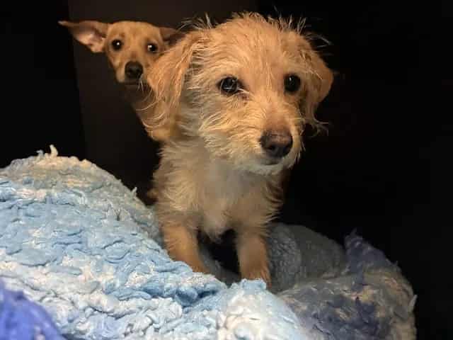 Photo of Senior Dachshund - Wirehaired mix, adoptable Dachshund - Wirehaired mix in San José, California