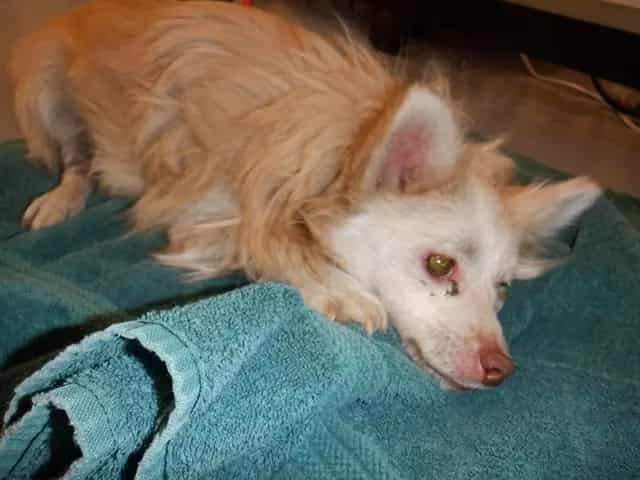 Photo of Senior Pomeranian and Chihuahua - Long Haired, adoptable Pomeranian and Chihuahua - Long Haired in San José, California