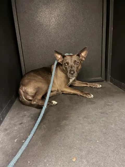 Photo of Princess, adoptable Pit Bull Terrier and Rat Terrier in San José, California
