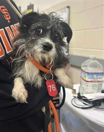 Photo of Pepper, adoptable Parson (Jack) Russell Terrier and Border Terrier in San José, California