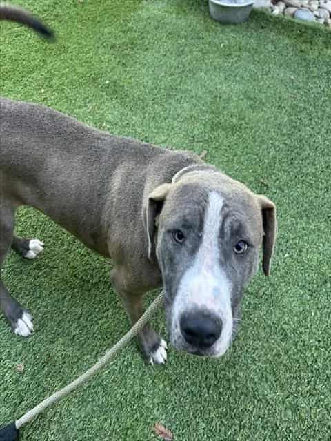 Photo of Zero, adoptable Pit Bull Terrier in San José, California