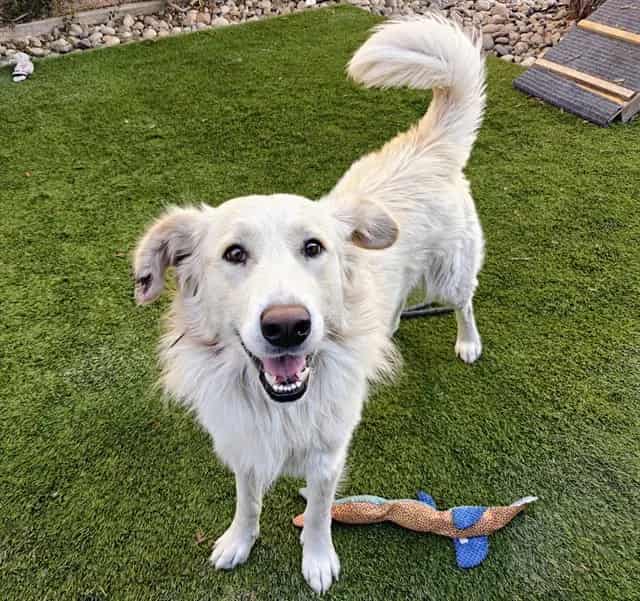 Photo of Cadet, adoptable Border Collie mix in San José, California