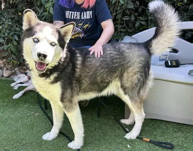 Photo of Ronin, adoptable Alaskan Malamute in San José, California