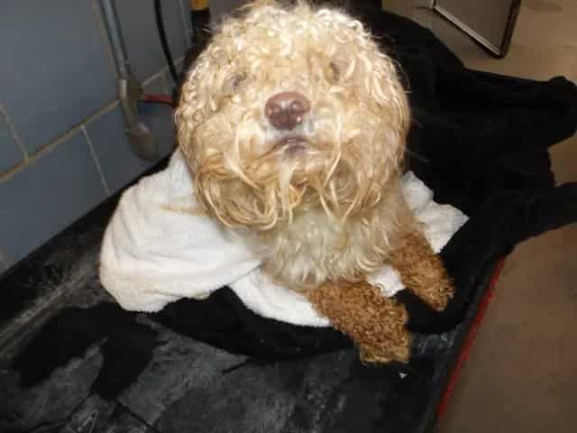 Photo of Taco, adoptable Poodle - Miniature mix in Chicago, Illinois