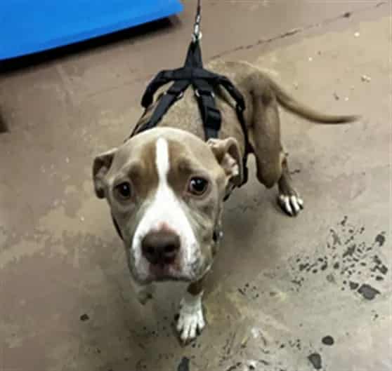 Photo of Millie, adoptable American Pit Bull Terrier in Chicago, Illinois