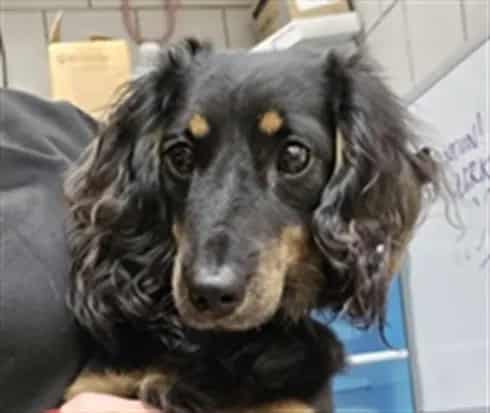 Photo of Prince, adoptable Dachshund - Longhaired in Chicago, Illinois
