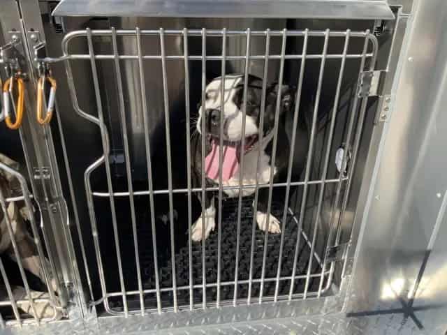 Photo of Myli, adoptable Bulldog and American Pit Bull Terrier in Chicago, Illinois