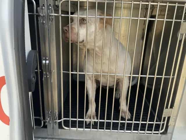 Photo of Delilah, adoptable American Pit Bull Terrier in Chicago, Illinois