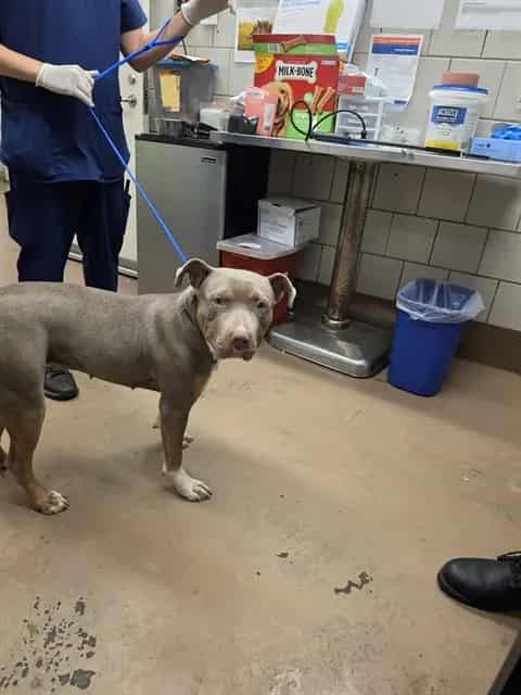 Photo of Princess Diana, adoptable American Pit Bull Terrier in Chicago, Illinois